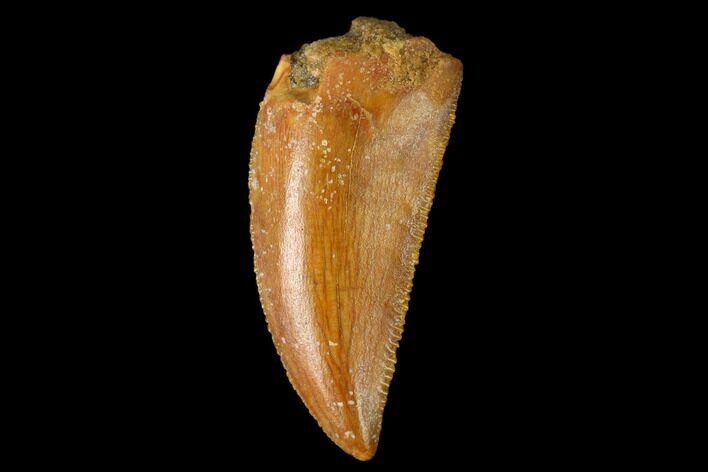 Serrated, Raptor Tooth - Real Dinosaur Tooth #159978